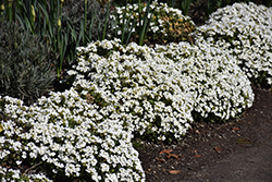 Snowfix Wall Cress (Arabis caucasica 'Snowfix') at Lakeshore Garden Centres