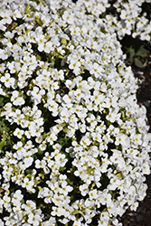 Snowfix Wall Cress (Arabis caucasica 'Snowfix') at Lakeshore Garden Centres