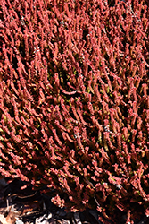Firefly Heather (Calluna vulgaris 'Firefly') at Lakeshore Garden Centres