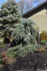 Feelin' Blue Deodar Cedar (Cedrus deodara 'Feelin' Blue') at Lakeshore Garden Centres
