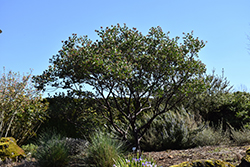 Austin Griffiths Manzanita (Arctostaphylos 'Austin Griffiths') at Lakeshore Garden Centres