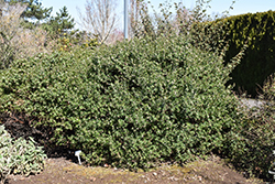 Sunset Manzanita (Arctostaphylos 'Sunset') at Lakeshore Garden Centres