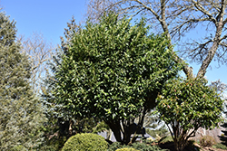 California Bay Laurel (Umbellularia californica) at Lakeshore Garden Centres