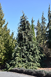 Lawson Falsecypress (Chamaecyparis lawsoniana) at Lakeshore Garden Centres