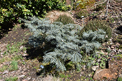 Leuteneggeri Hybrid Fir (Abies 'Leuteneggeri') at Lakeshore Garden Centres