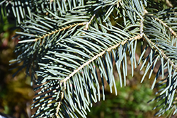 Leuteneggeri Hybrid Fir (Abies 'Leuteneggeri') at Lakeshore Garden Centres