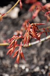 Orange Marmalade Japanese Maple (Acer palmatum 'Orange Marmalade') at Lakeshore Garden Centres
