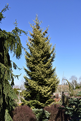 Skylands Golden Spruce (Picea orientalis 'Skylands') at Lakeshore Garden Centres