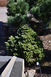 Silberzwerg Korean Fir (Abies koreana 'Silberzwerg') at Lakeshore Garden Centres