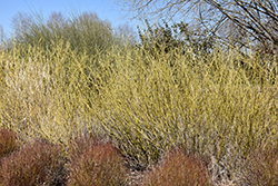 Arctic Fire Yellow Dogwood (Cornus sericea 'SMNCSBD') at A Very Successful Garden Center