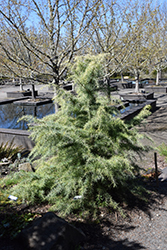Snow Sprite Deodar Cedar (Cedrus deodara 'Snow Sprite') at Lakeshore Garden Centres