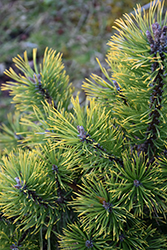Amber Gold Mugo Pine (Pinus mugo 'Amber Gold') at Lakeshore Garden Centres
