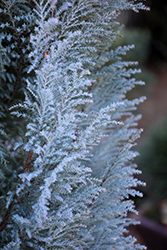 Blue Surprise Port Orford Cedar (Chamaecyparis lawsoniana 'Blue Surprise') at Lakeshore Garden Centres