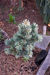 Snow in the Valley Japanese White Pine (Pinus parviflora 'Tamina No Yuki') at Lakeshore Garden Centres