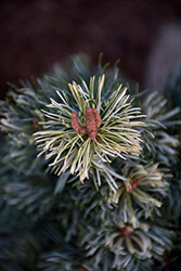 Snow in the Valley Japanese White Pine (Pinus parviflora 'Tamina No Yuki') at Lakeshore Garden Centres