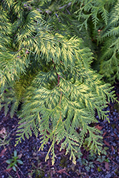 Zebrina Arborvitae (Thuja plicata 'Zebrina') at Lakeshore Garden Centres