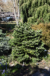 Hunnewell Nordmann Fir (Abies nordmanniana 'Hunnewell') at Lakeshore Garden Centres
