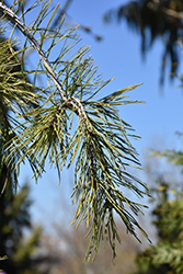 Slim Jim Scotch Pine (Pinus sylvestris 'Slim Jim') at Lakeshore Garden Centres