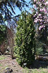 Zmatlik Arborvitae (Thuja occidentalis 'Zmatlik') at Lakeshore Garden Centres