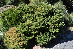 Munsterland Nordmann Fir (Abies nordmanniana 'Munsterland') at Lakeshore Garden Centres