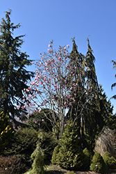 Caerhay's Belle Magnolia (Magnolia 'Caerhay's Belle') at Lakeshore Garden Centres
