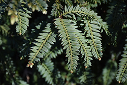 Cantab Coast Redwood (Sequoia sempervirens 'Cantab') at Lakeshore Garden Centres