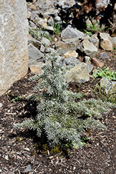 Glacier Peak Mountain Hemlock (Tsuga mertensiana 'Glacier Peak') at Lakeshore Garden Centres