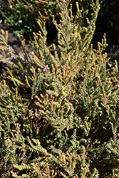 Swedish Yellow Cross-Leaved Heath (Erica tetralix 'Swedish Yellow') at Lakeshore Garden Centres