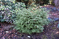 Moon Frost Hemlock (Tsuga canadensis 'Moon Frost') at Lakeshore Garden Centres