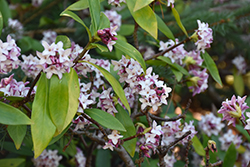 Winter Daphne (Daphne odora) at Lakeshore Garden Centres