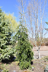 Green Spiral Silver Fir (Abies alba 'Green Spiral') at Lakeshore Garden Centres