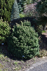 Blue Feathers Hinoki Falsecypress (Chamaecyparis obtusa 'Blue Feathers') at Lakeshore Garden Centres