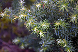 Golden Vietnamese Cypress (Cupressus vietnamensis) at Lakeshore Garden Centres