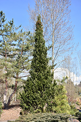 Pyramidalis Silver Fir (Abies alba 'Pyramidalis') at Lakeshore Garden Centres