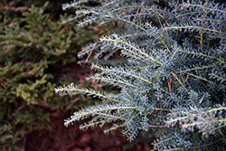 Blue Gem Alpine Plum Yew (Podocarpus alpinus 'Blue Gem') at Lakeshore Garden Centres