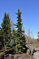 Mountain Hemlock (Tsuga mertensiana) at Lakeshore Garden Centres