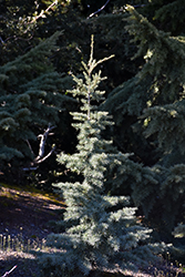 Bump's Blue Mountain Hemlock (Tsuga mertensiana 'Bump's Blue') at Lakeshore Garden Centres