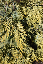 Snow Queen Port Orford Cedar (Chamaecyparis lawsoniana 'Snow Queen') at Lakeshore Garden Centres
