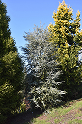 Horstmann Blue Atlas Cedar (Cedrus atlantica 'Horstmann') at Lakeshore Garden Centres