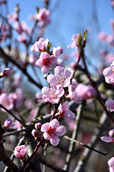 Kreibich Nectarine (Prunus persica var. nucipersica 'Kreibich') at Lakeshore Garden Centres