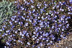 Georgia Blue Speedwell (Veronica peduncularis 'Georgia Blue') at Peter Knippel Garden Centre