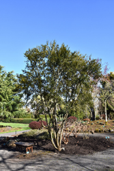 Box-Leaf Azara (Azara microphylla) at Lakeshore Garden Centres