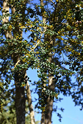 Box-Leaf Azara (Azara microphylla) at Lakeshore Garden Centres