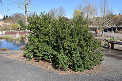 Red Escallonia (Escallonia rubra var. macrantha) at Lakeshore Garden Centres