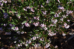Howard McMinn Manzanita (Arctostaphylos densiflora 'Howard McMinn') at Lakeshore Garden Centres