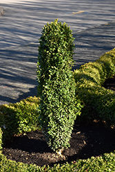 Straight & Narrow Japanese Holly (Ilex crenata 'PIIIC-I') at Lakeshore Garden Centres