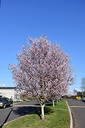 Krauter Vesuvius Plum (Prunus cerasifera 'Krauter Vesuvius') at Lakeshore Garden Centres