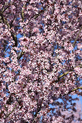 Krauter Vesuvius Plum (Prunus cerasifera 'Krauter Vesuvius') at Lakeshore Garden Centres