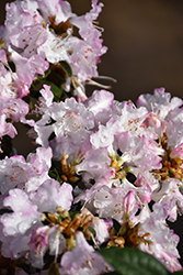 Pink Snowflakes Rhododendron (Rhododendron 'Pink Snowflakes') at Lakeshore Garden Centres