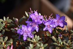 Dwarf Rhododendron (Rhododendron fastigiatum) at Lakeshore Garden Centres